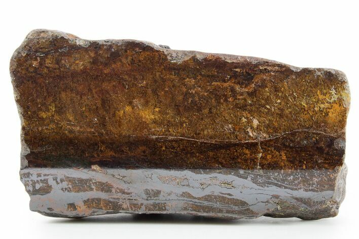 Polished Golden Amphibolite Section - Western Australia #354922